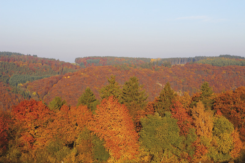 Uschis-Blick-von-Burg-Hohenstein-auf-den-Herbstwald-2015.jpg